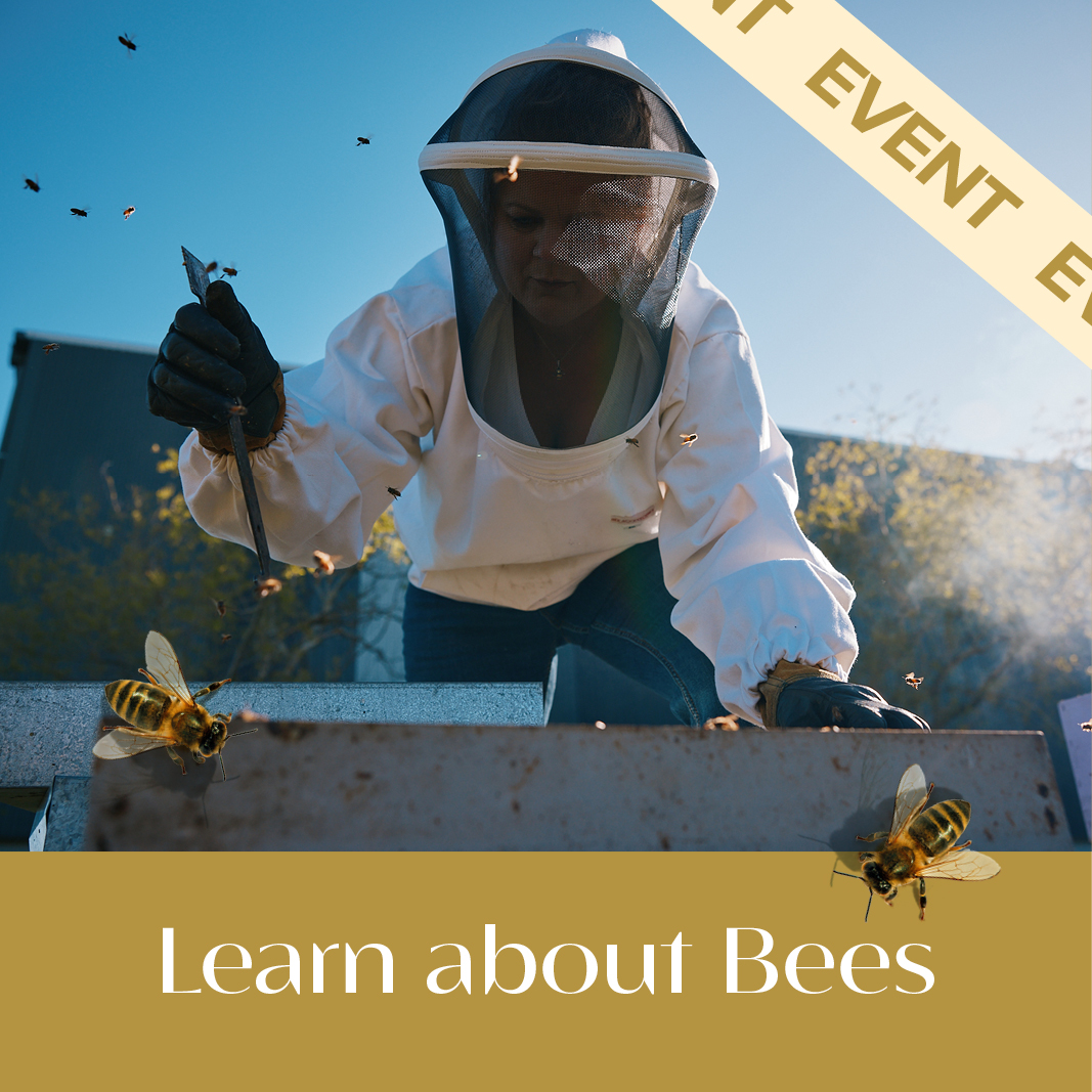 Learn about Bees