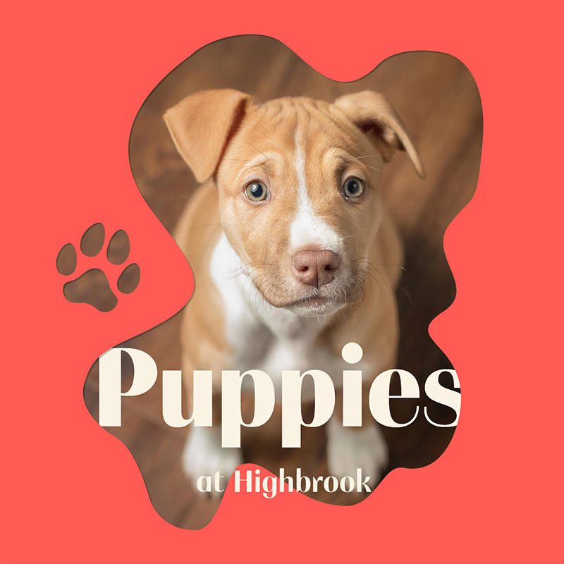 Puppies are coming to Highbrook!