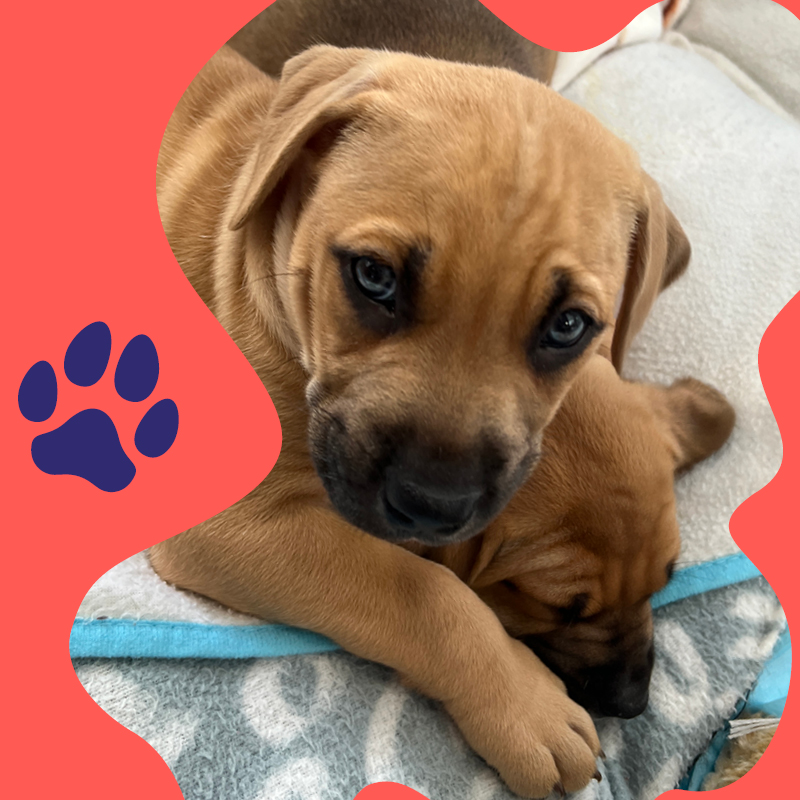 Puppies at Highbrook
